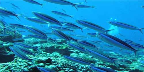 三亚亚龙湾景区海底世界 三亚亚龙湾景区海底世界