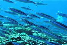 三亚亚龙湾景区海底世界