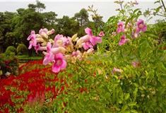 梦幻百花洲花花剧场有什么好看的