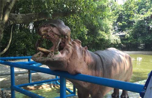 长隆飞鸟乐园12386