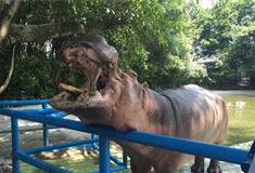 长隆飞鸟乐园河马投喂台有什么好玩的