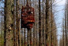 东平国家森林公园动物林有什么好看的