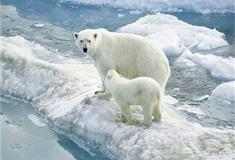 小梅沙海洋世界极地动物馆有什么好看的