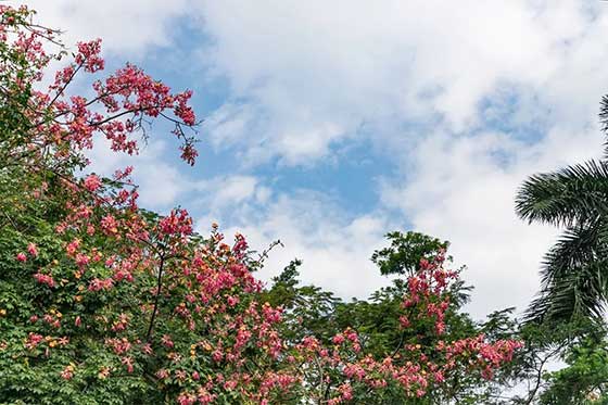 深圳笔架山公园12352