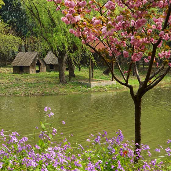上海世纪公园风景林区 上海世纪公园风景林区