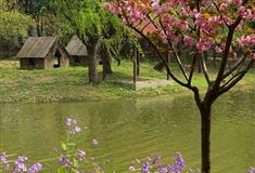 上海世纪公园风景林区有什么好看的