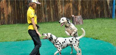 长隆飞鸟乐园12408