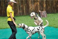 长隆飞鸟乐园名犬秀有什么好看的