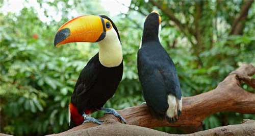 长隆飞鸟乐园12400