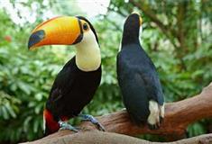 长隆飞鸟乐园花鸟长廊有什么好看的