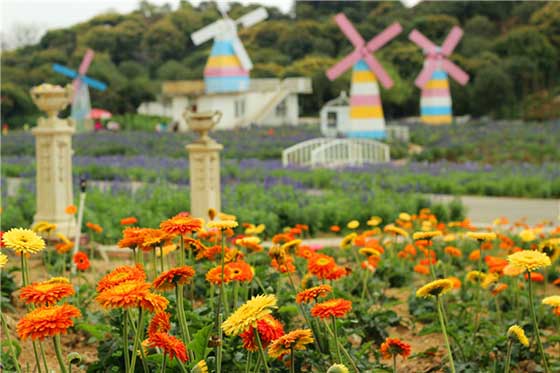 梦幻百花洲12332