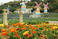 梦幻百花洲百国香苑有什么好看的