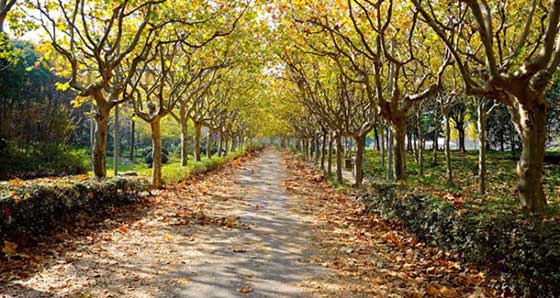 上海世纪公园12029