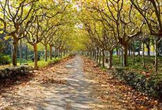 上海世纪公园秋园有什么好看的