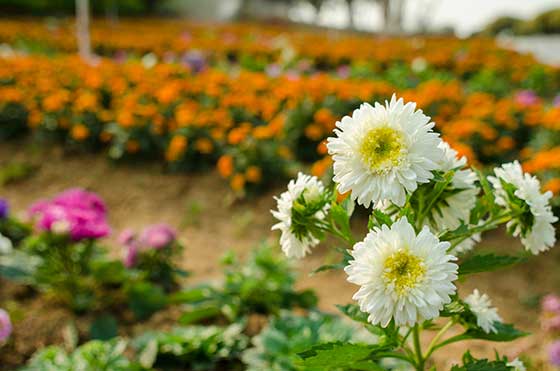 梦幻百花洲12336