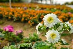 梦幻百花洲葵花情缘有什么好看的