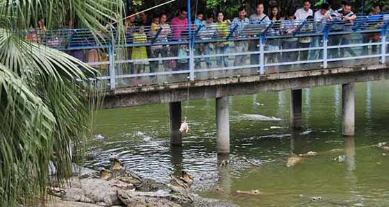 长隆飞鸟乐园12390