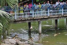 长隆飞鸟乐园钓鳄岛好玩吗？