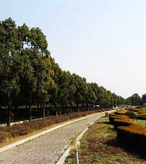 上海世纪公园12019