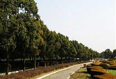 上海世纪公园湖滨观景区有什么好看的