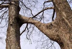 瘦西湖连理枝有什么好看的