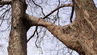 瘦西湖连理枝有什么好看的