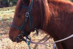 东平国家森林公园骑马场有什么好玩的