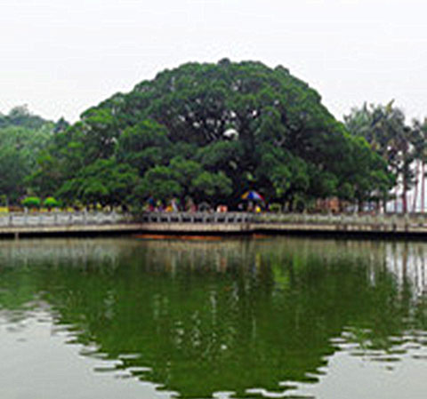 福州国家森林公园11888