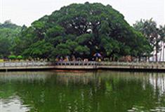 福州国家森林公园千年古榕有什么好看的