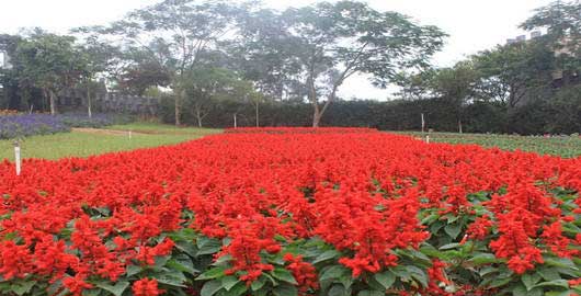梦幻百花洲12339