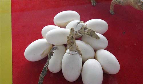 长隆飞鸟乐园12399