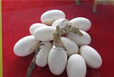 长隆飞鸟乐园亲亲小鳄鱼有什么好玩的