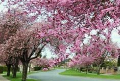 东平国家森林公园樱花园有什么好看的