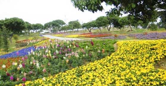 梦幻百花洲12323