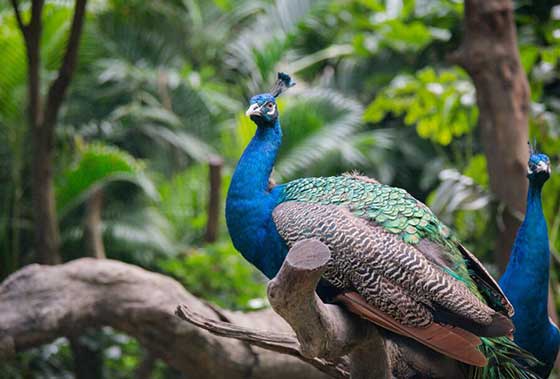 梦幻百花洲12331