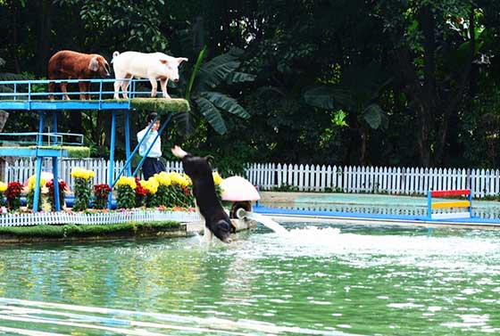 长隆飞鸟乐园12389