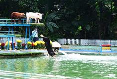 长隆飞鸟乐园小猪跳水有什么好看的