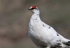 上海世纪公园鸟类保护区有什么好看的