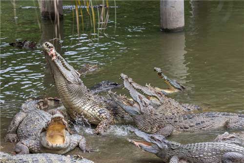 长隆飞鸟乐园12401