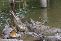 长隆飞鸟乐园鳄鱼长廊有什么好看的