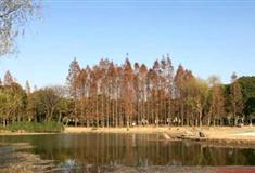上海世纪公园缘池有什么好看的