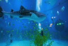 小梅沙海洋世界鲸鲨馆有什么好看的