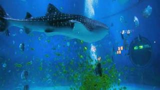 小梅沙海洋世界鲸鲨馆有什么好看的