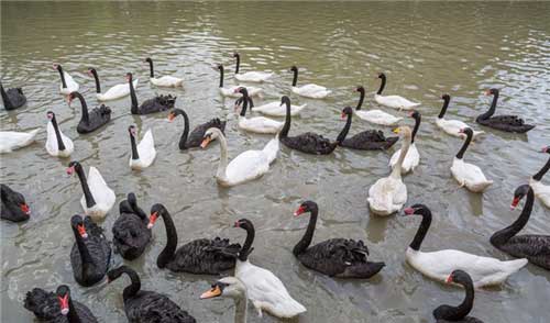 长隆飞鸟乐园12394