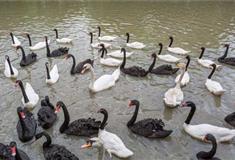 长隆飞鸟乐园天鹅湾有什么好看的