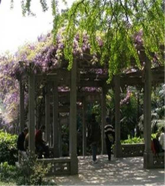 南京夫子庙紫藤架 南京夫子庙紫藤架