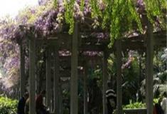 南京夫子庙紫藤架