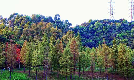 广州大观湿地公园,适合秋天拍照的地方,附拍照攻略 广州大观湿地公园,适合秋天拍照的地方,附拍照攻略