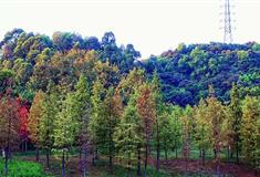 广州大观湿地公园，适合秋天拍照的地方，附拍照攻略