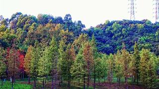 广州大观湿地公园，适合秋天拍照的地方，附拍照攻略